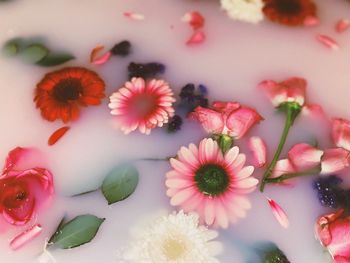 High angle view of pink flowering plants