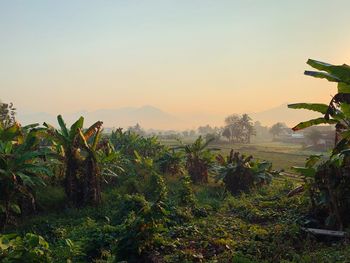 Plants growing on field against sky during sunset