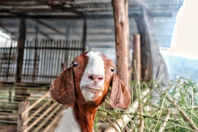 Close-up portrait of goat in stable