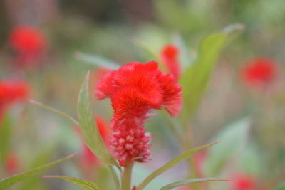 Close-up of red flowering plant