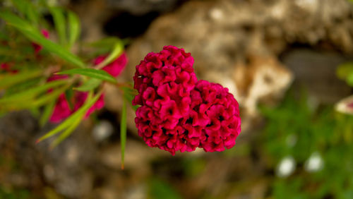 Close-up of pink flower blooming outdoors