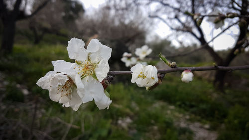 Close-up of white cherry blossoms