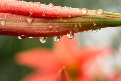 Close-up of raindrops on flower