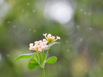 Close-up of flowering plant