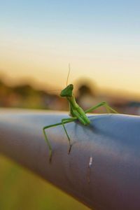 Close-up of mantis on leaf