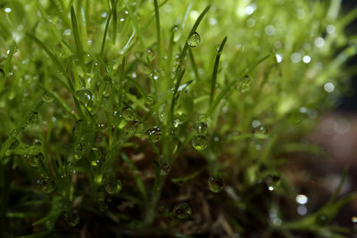 Close-up of wet plant leaves during rainy season