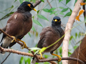 Close-up of birds perching on branch