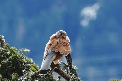 Low angle view of eagle perching on branch