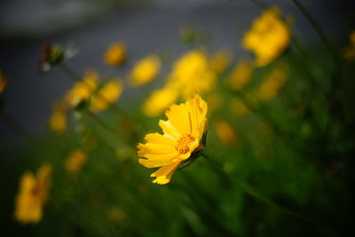 Close-up of yellow flower blooming outdoors