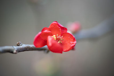 Close-up of red rose flower