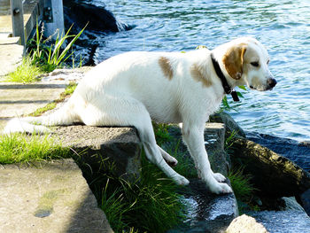 Dog in water