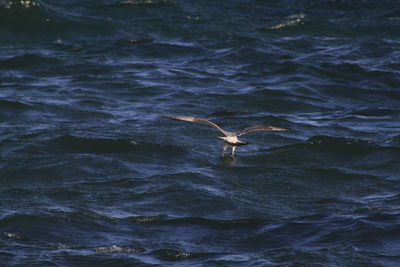 Bird with prey flying over sea