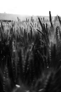 Close-up of plants growing on field against sky
