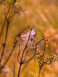 Close-up of butterfly on plant during autumn