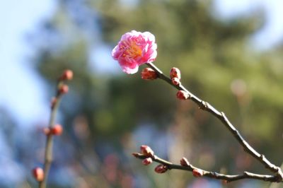 Close-up of red flower buds on branch