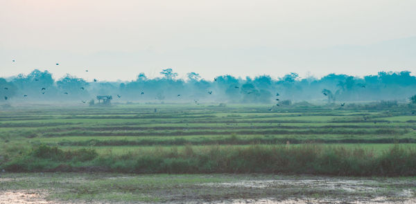 Scenic view of agricultural field against sky