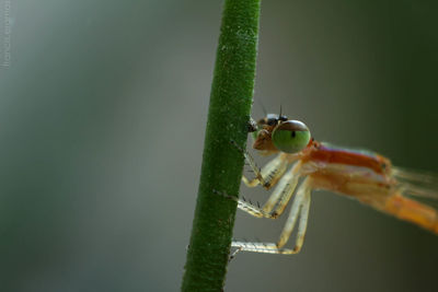 Close-up of damselfly on leaf