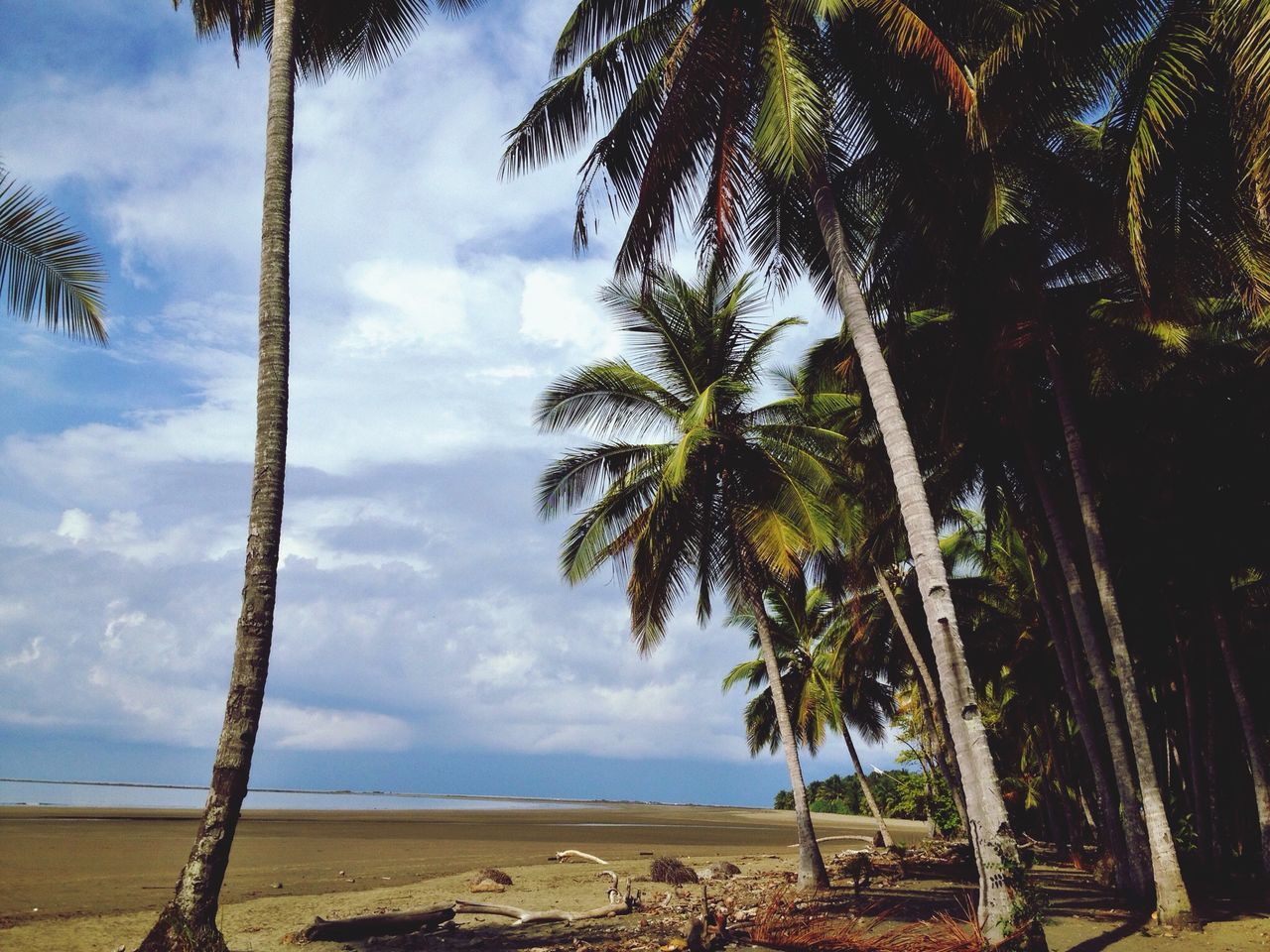 palm tree, tree, sky, beach, tranquility, tranquil scene, sea, scenics, beauty in nature, tree trunk, nature, shore, sand, horizon over water, cloud - sky, water, growth, idyllic, cloud, non-urban scene