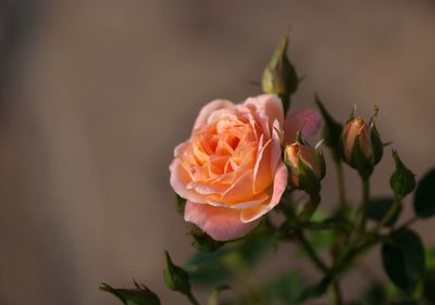 Close-up of rose against blurred background