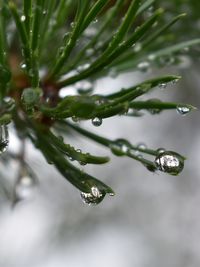 Close-up of water drops on plant