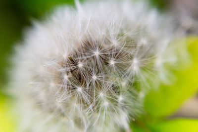 Close-up of dandelion