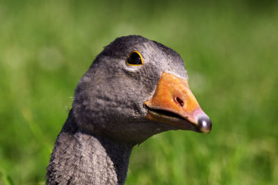 Close-up of greylag goose against plants