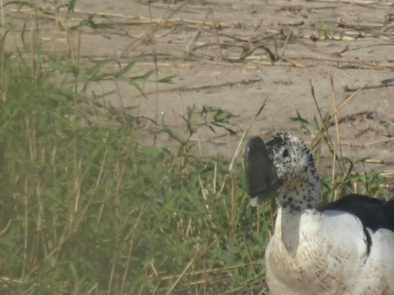 CLOSE-UP OF A BIRD ON ROCK