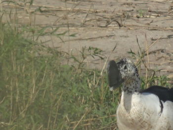 Close-up of a bird on field