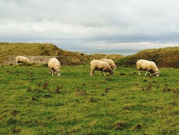 Sheep grazing on field against sky