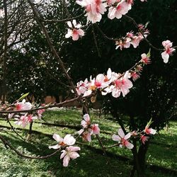 Pink flowers blooming on tree