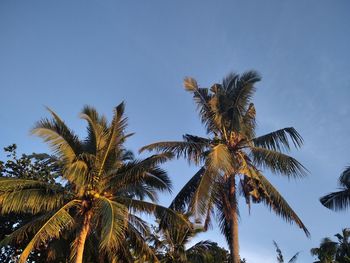 Low angle view of palm tree against clear blue sky