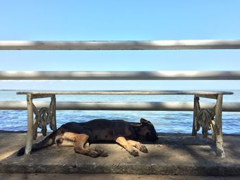 View of an animal on beach