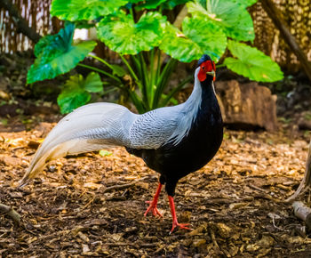 Close-up of a bird on field