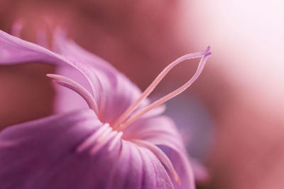 Detail shot of flower against blurred background