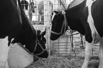 Horses standing in ranch