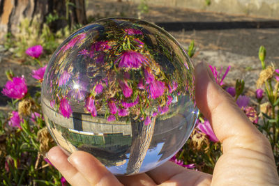 Close-up of hand holding purple flowers