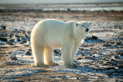 Polar bear stands on snowy tundra staring ahead