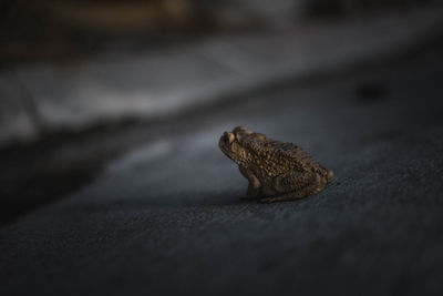 Frog on surface