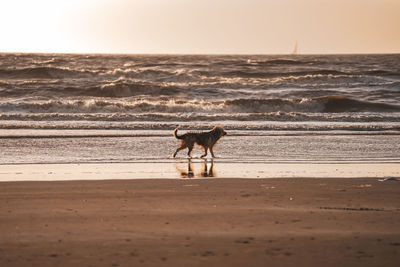 Dog running at beach against sky during sunset