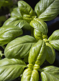 Full frame shot of fresh green plant