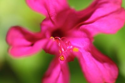 Close-up of pink flowers