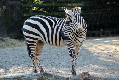 Zebras standing in zoo