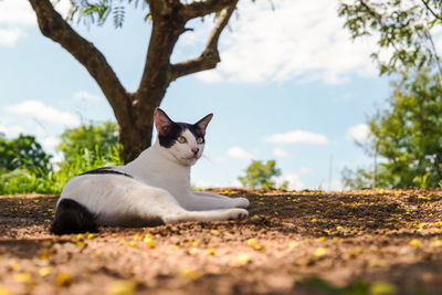 Cat resting on a tree