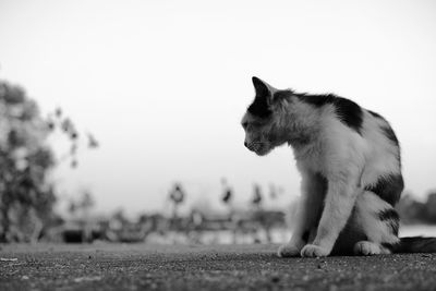 Side view of a cat