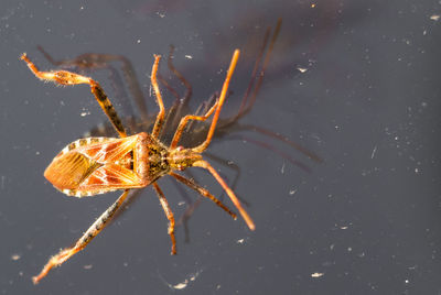 Close-up of spider on web