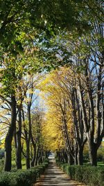 Narrow pathway along trees