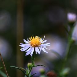 Close-up of purple flowering plant