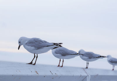 Seagulls and sky