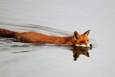 Close-up of cat swimming in water