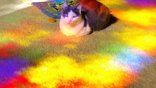 High angle portrait of multi colored cat